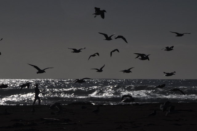 Morro Bay beach seagulls